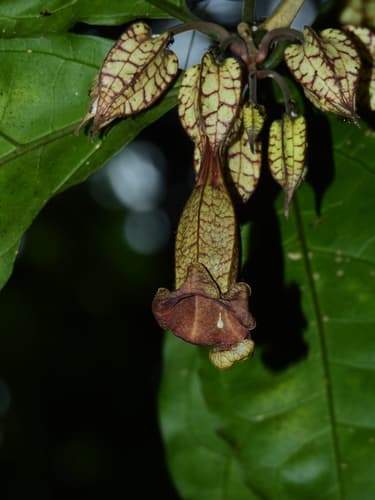Markea longiflora