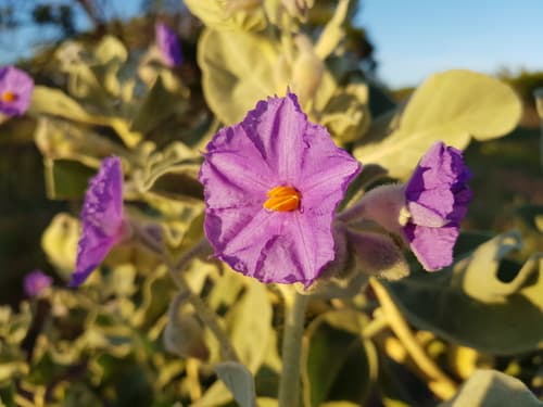Solanum gabrielae