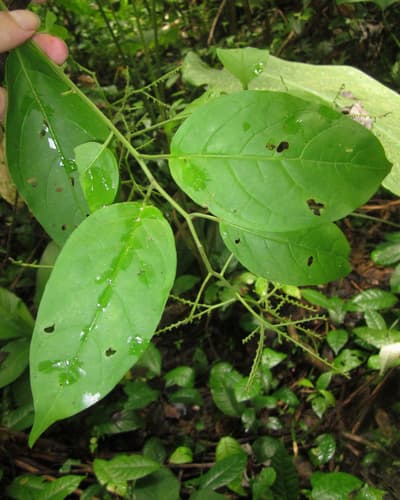 Solanum occultum