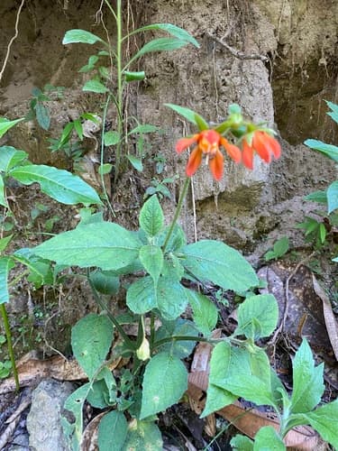 Nasa pascoensis