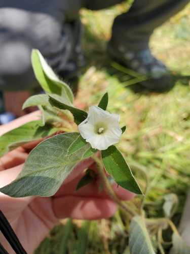 Ipomoea chloroneura