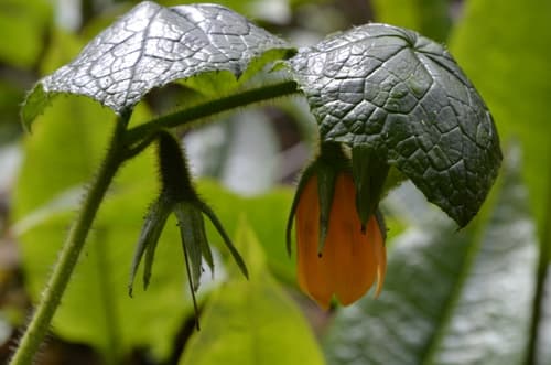 Nasa umbraculifera