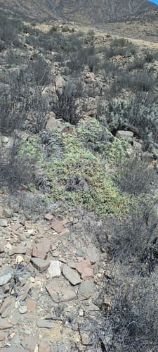 Nolana albescens