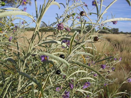 Solanum elatius