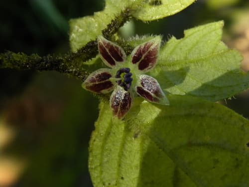 Deprea macasiana