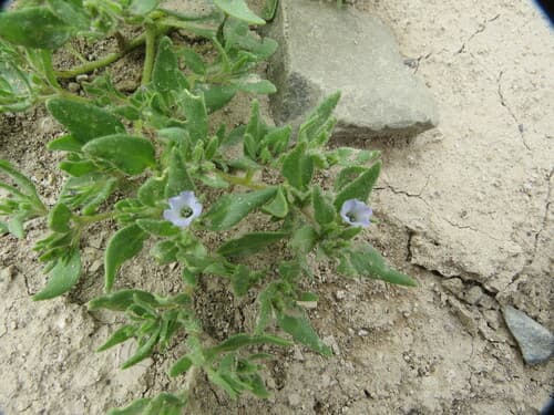 Nolana platyphylla