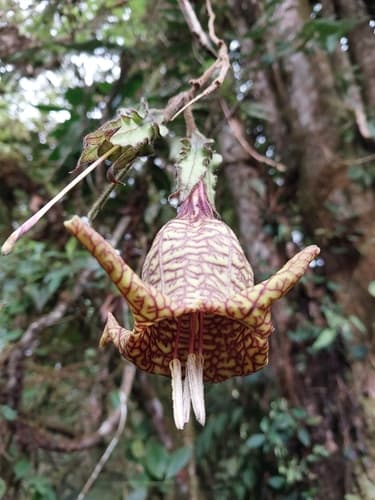 Doselia huilensis