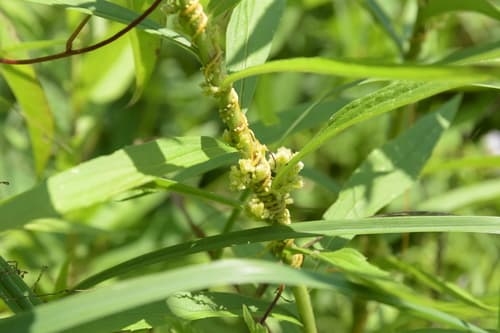 Hazel Dodder