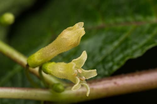 Deprea orinocensis