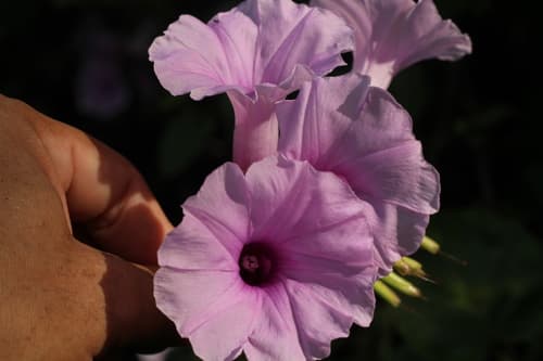 Ipomoea abutiloides