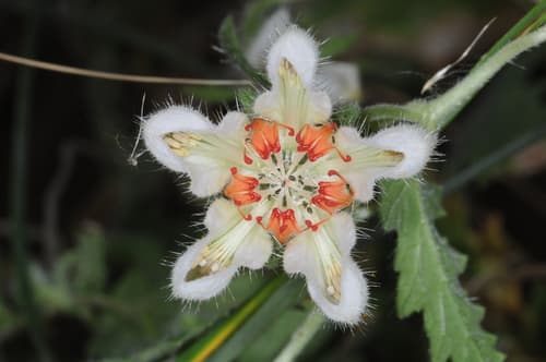 Caiophora cernua
