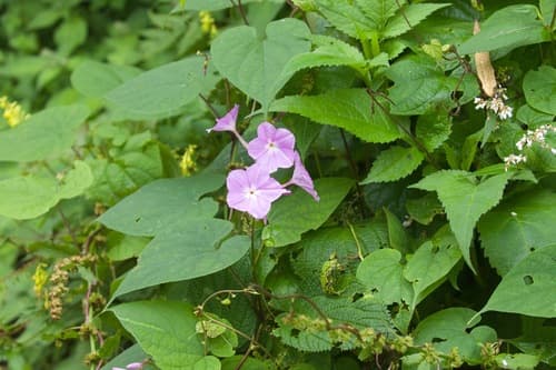 Dinetus grandiflorus
