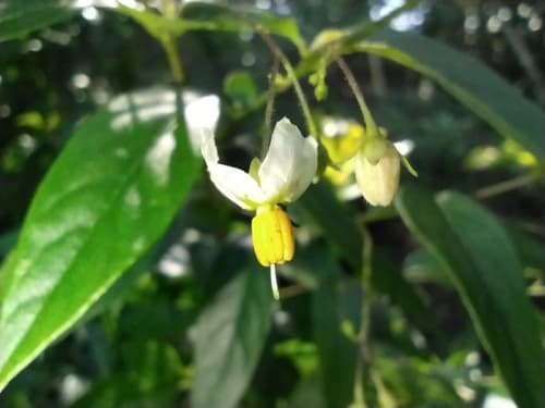 Solanum hirtellum
