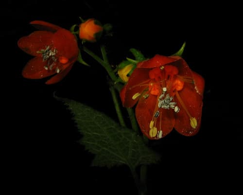 Nasa puracensis