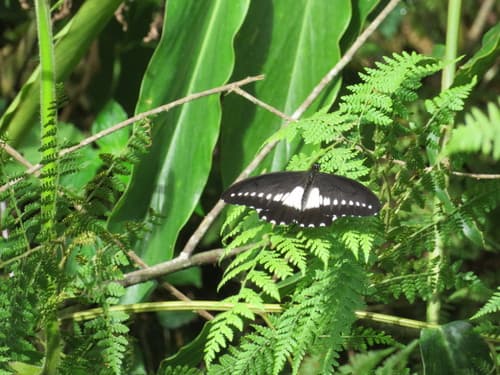 Tropical Fern