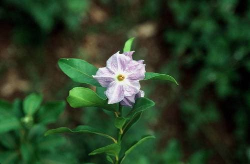 marron bacoba