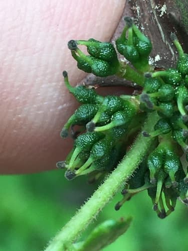 Prickly Ash