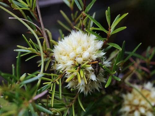 Cuscuta serrata