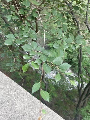Ulmus glaucescens