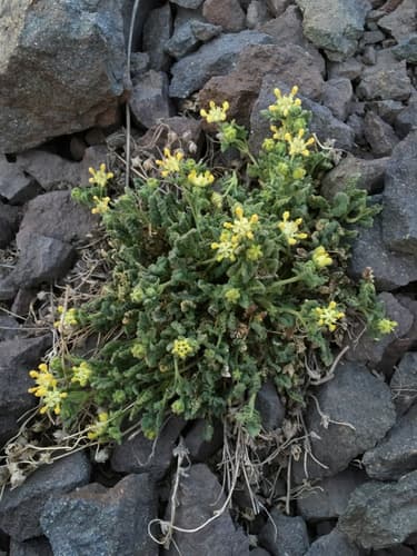 Loasa caespitosa