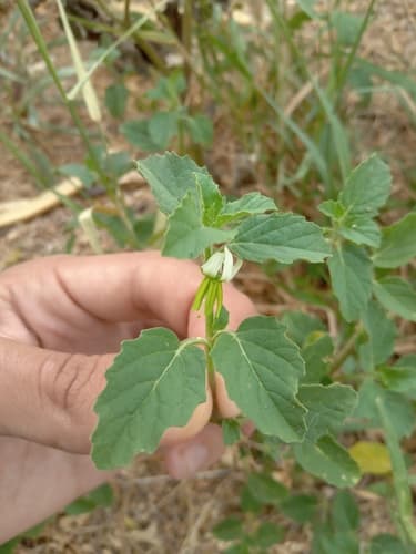 Solanum fernandesii