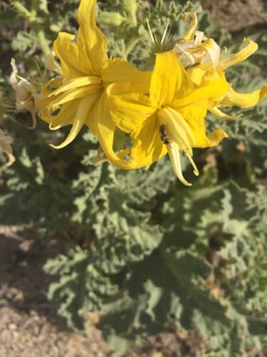 Buffalo Bur