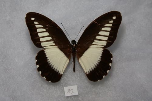 Papilio arnoldiana (Hypothetical Plant)