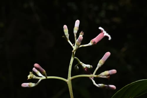 Cinchona