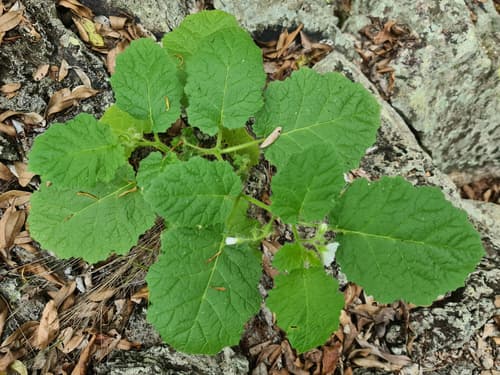 Solanum cookii