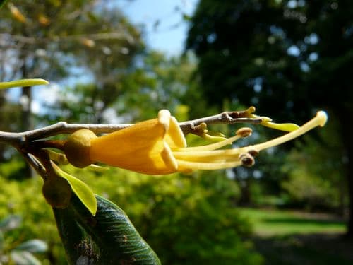 pleasing espadea