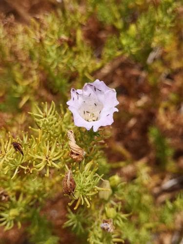 Nolana balsamiflua