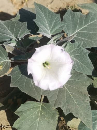 Datura lanosa
