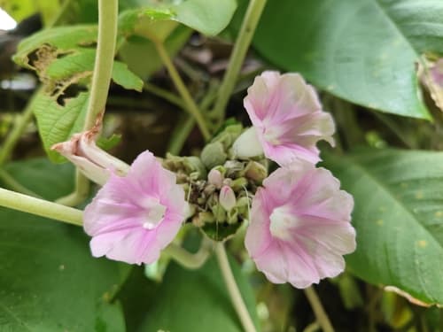 Argyreia wallichii