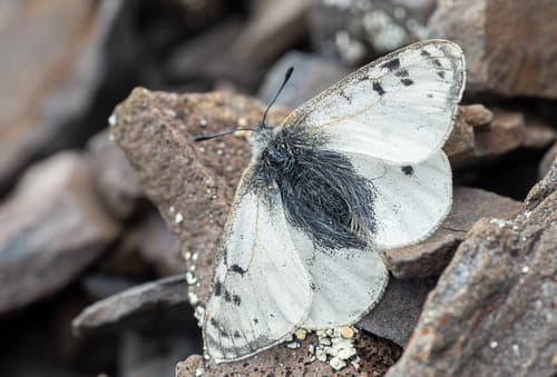 Siberian Apollo