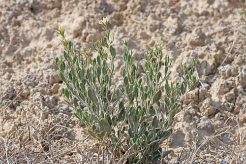 Clay Blazing-Star