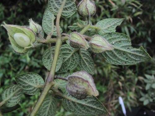 Deprea Pauciflora