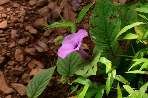 Argyreia pilosa