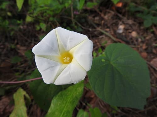 Ipomoea neurocephala