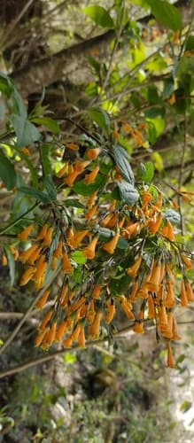 Cestrum kunthii