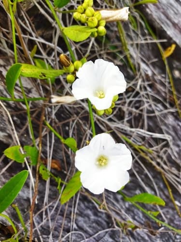 Aniseia luxurians