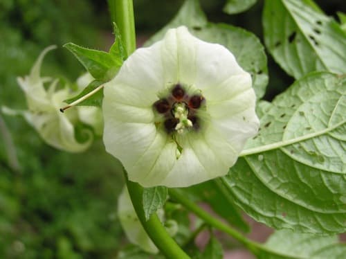 Jaltomata herrerae