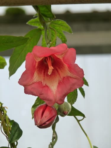 Ipomoea bullata