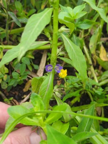 Hydrolea palustris