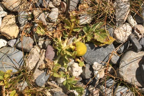 Solanum albicans