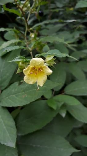 Indian Belladonna