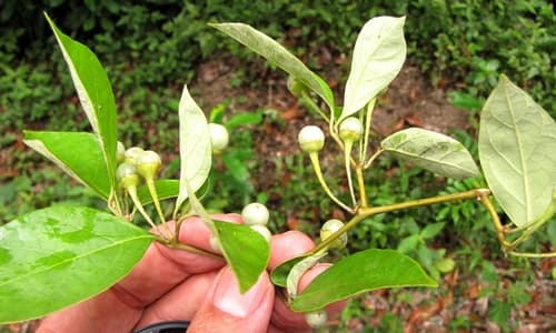 Lycianthes hypoleuca