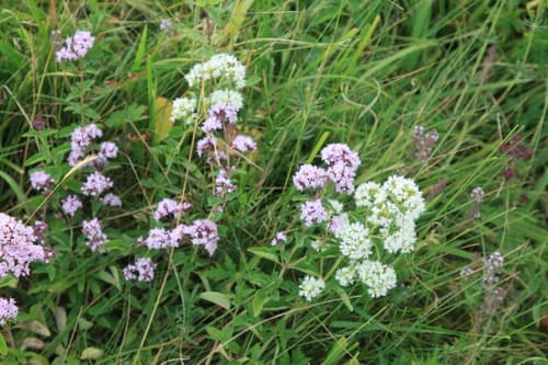 Oregano