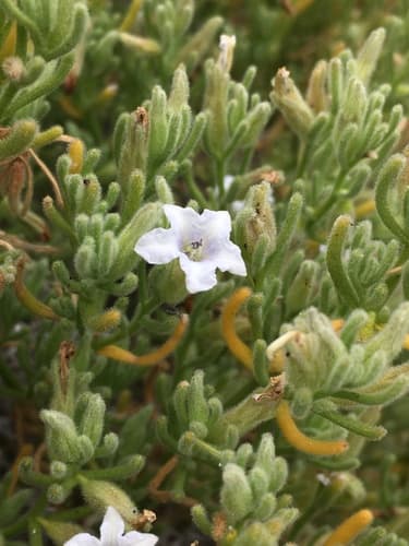 Nolana clivicola