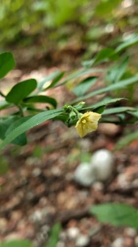 Evolvulus flavus