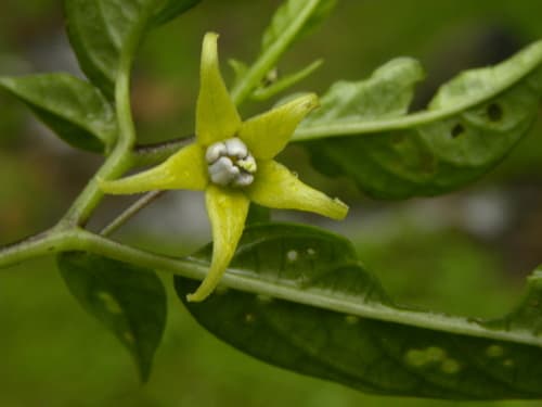 Deprea lutea